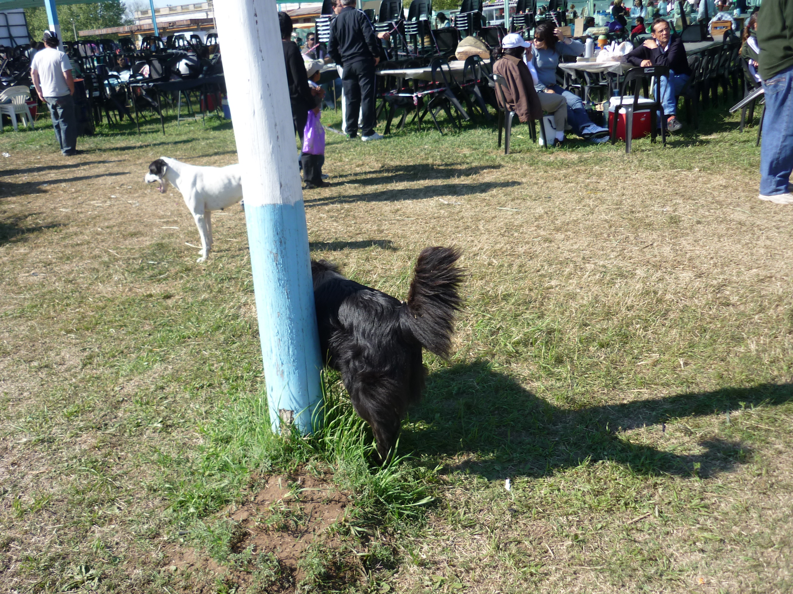 fotos/2010-10-10 - Fiesta del cordero/P1010473.JPG